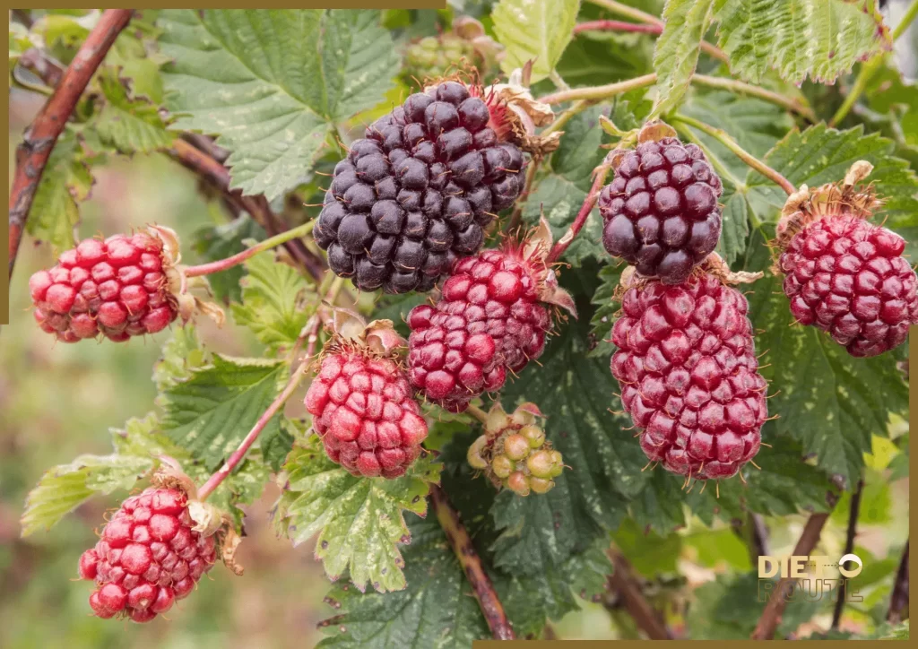 nutritional value boysenberries