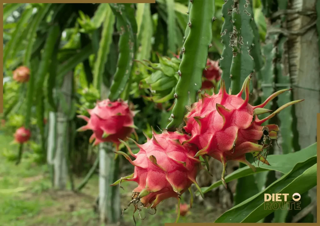 nutritional value dragon fruit