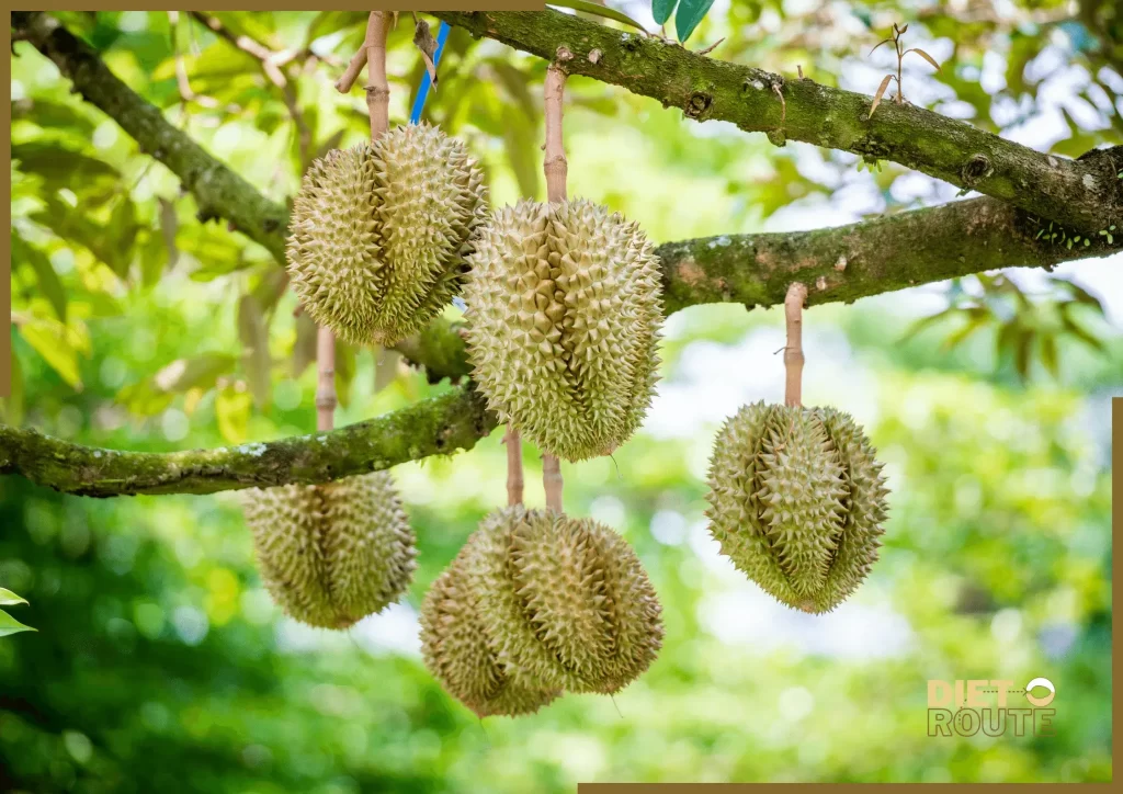 nutritional value durian fruit