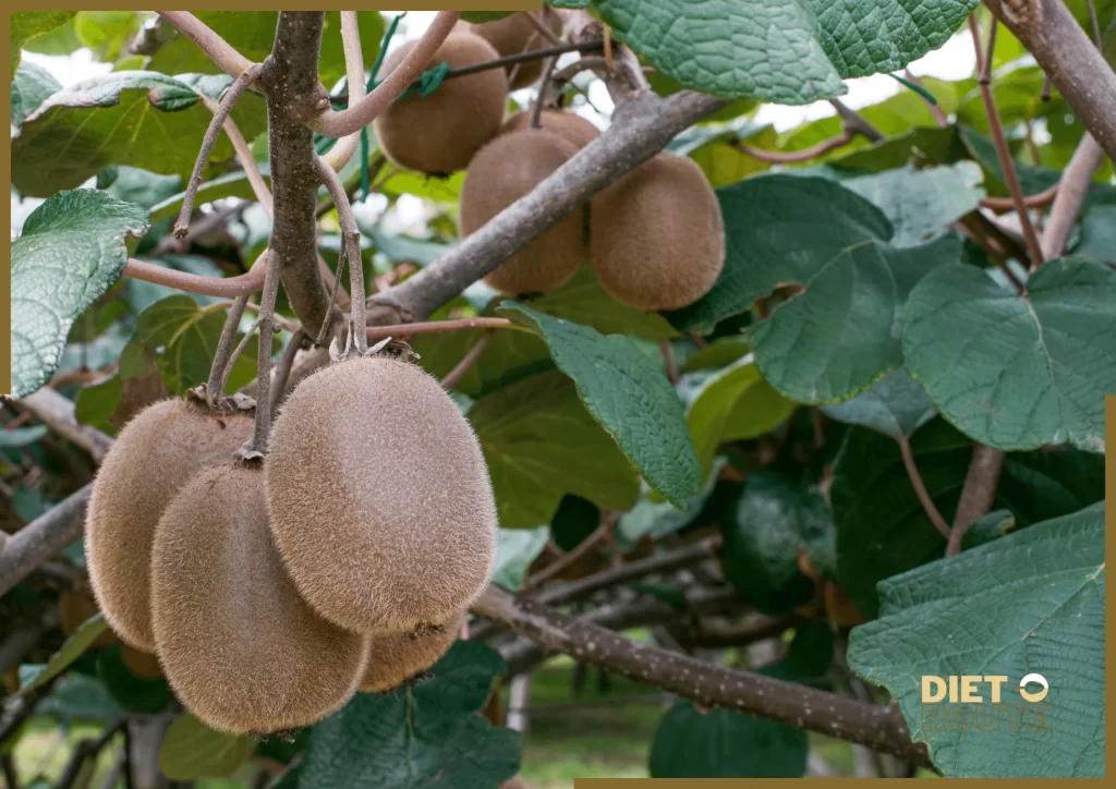 nutritional value kiwi