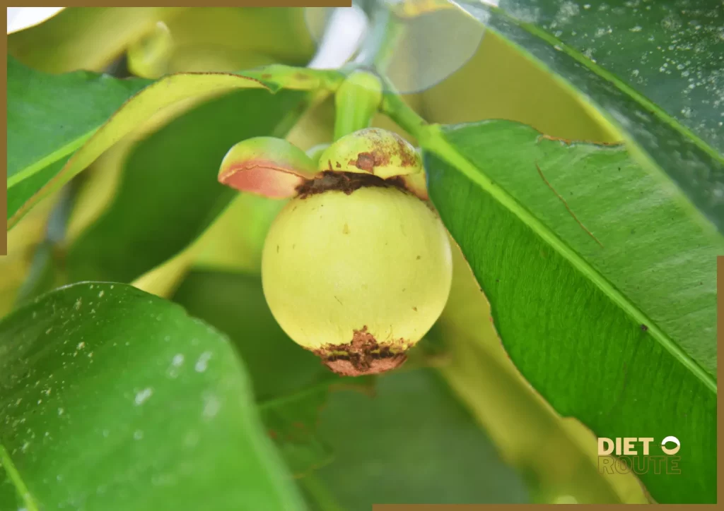 nutritional value mangosteen