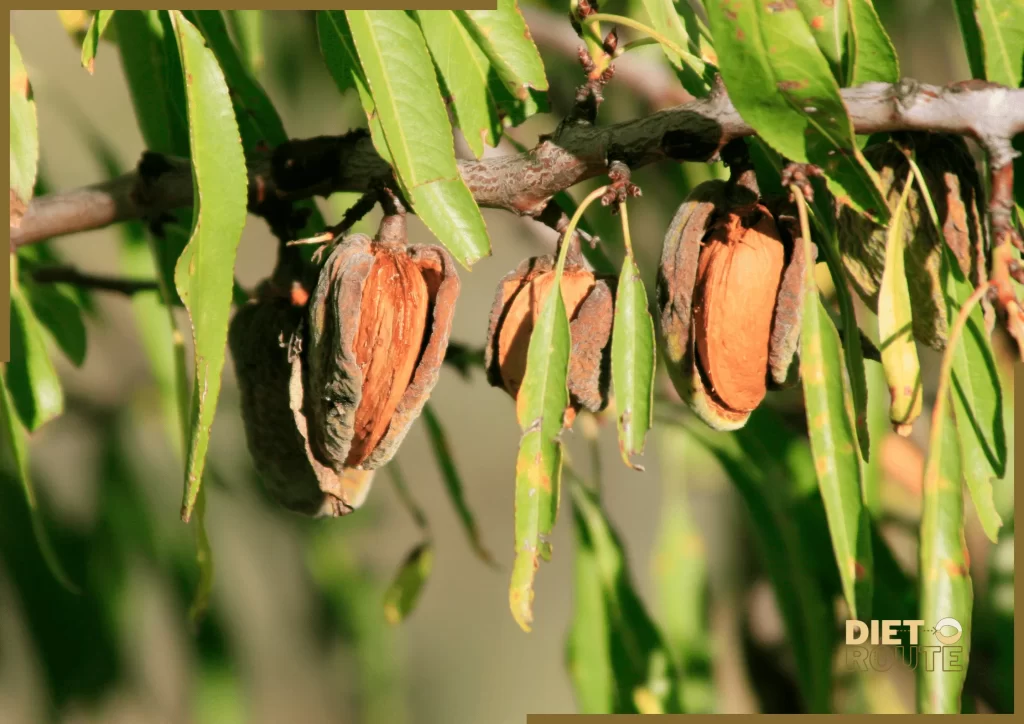 nutritional value almonds