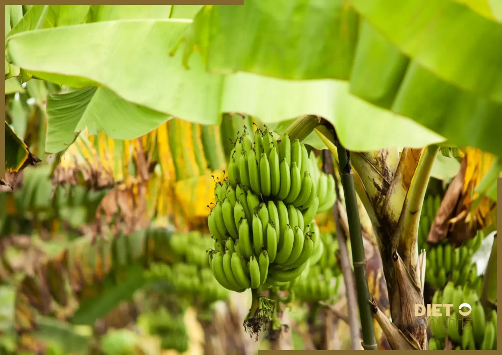 nutritional value banana