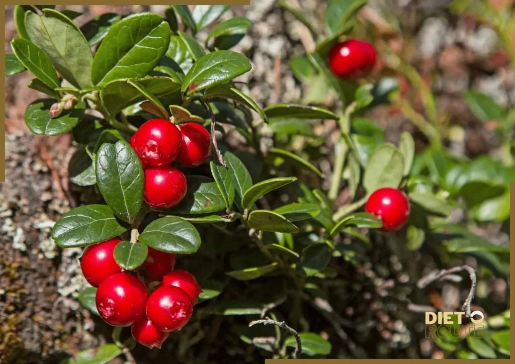 nutritional value cranberries