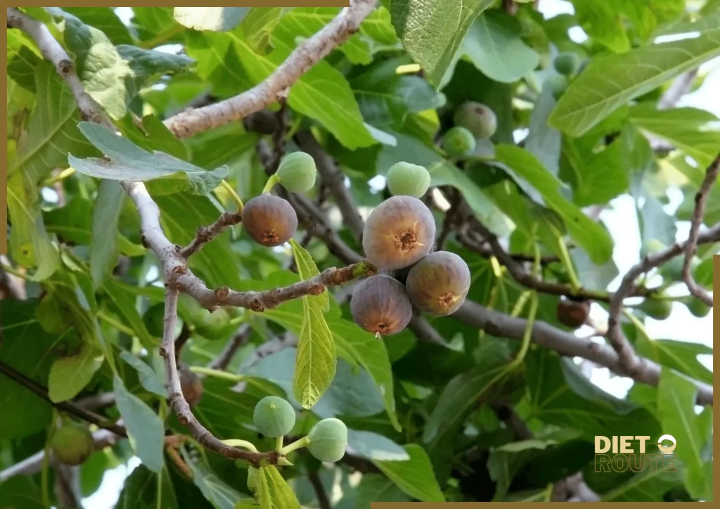 nutritional value dried figs