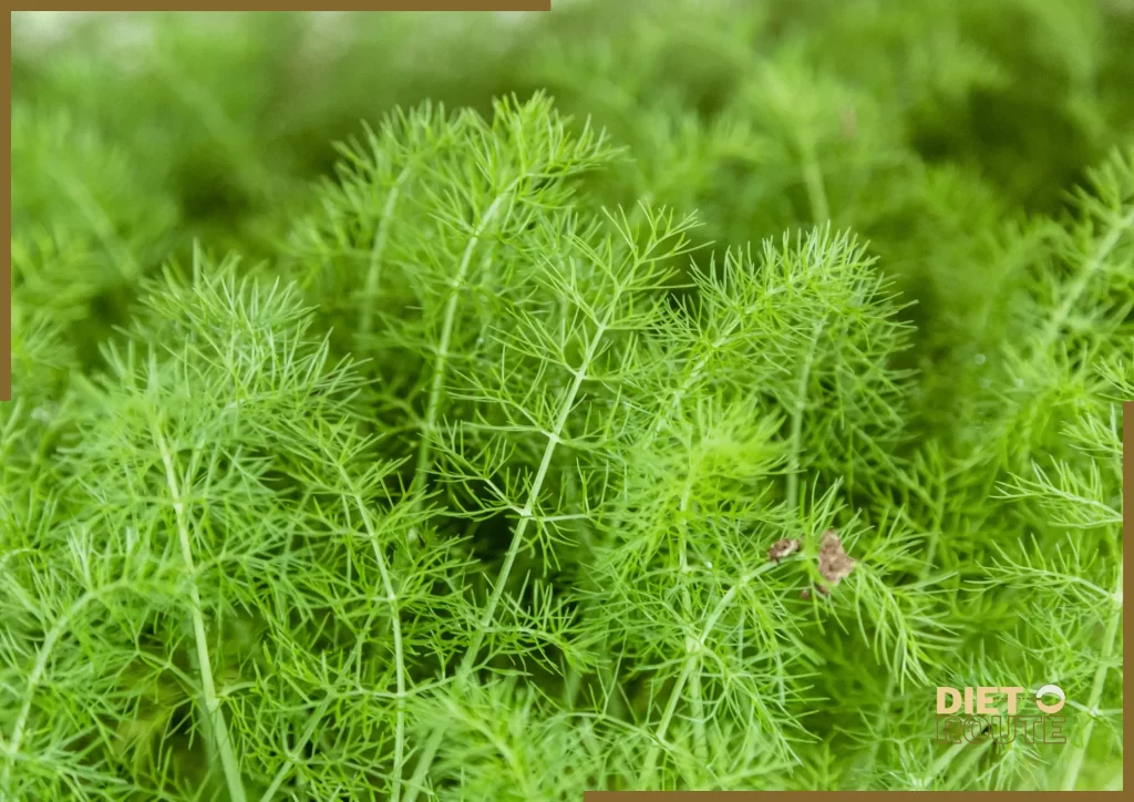 nutritional value fennel seeds