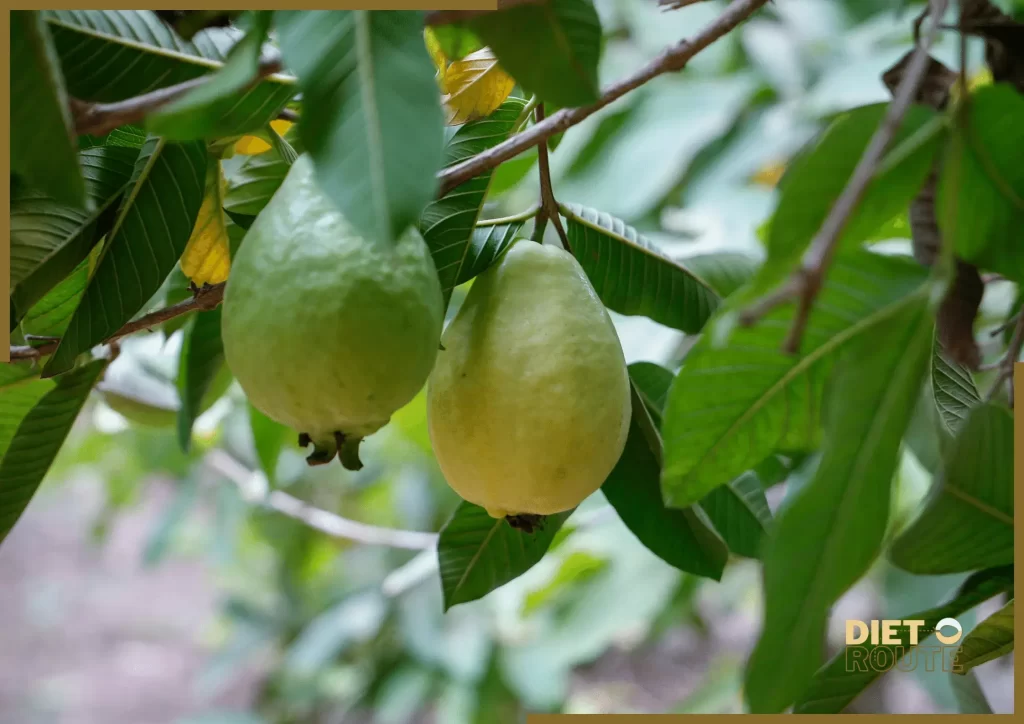 nutritional value guava