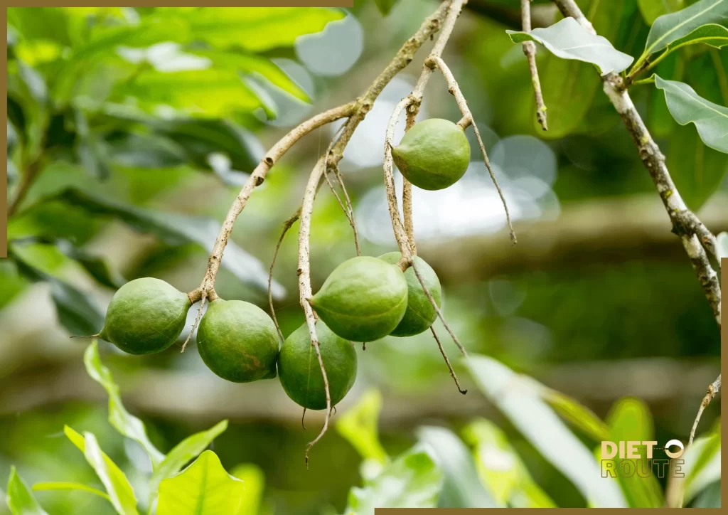 nutritional value macadamia nuts 