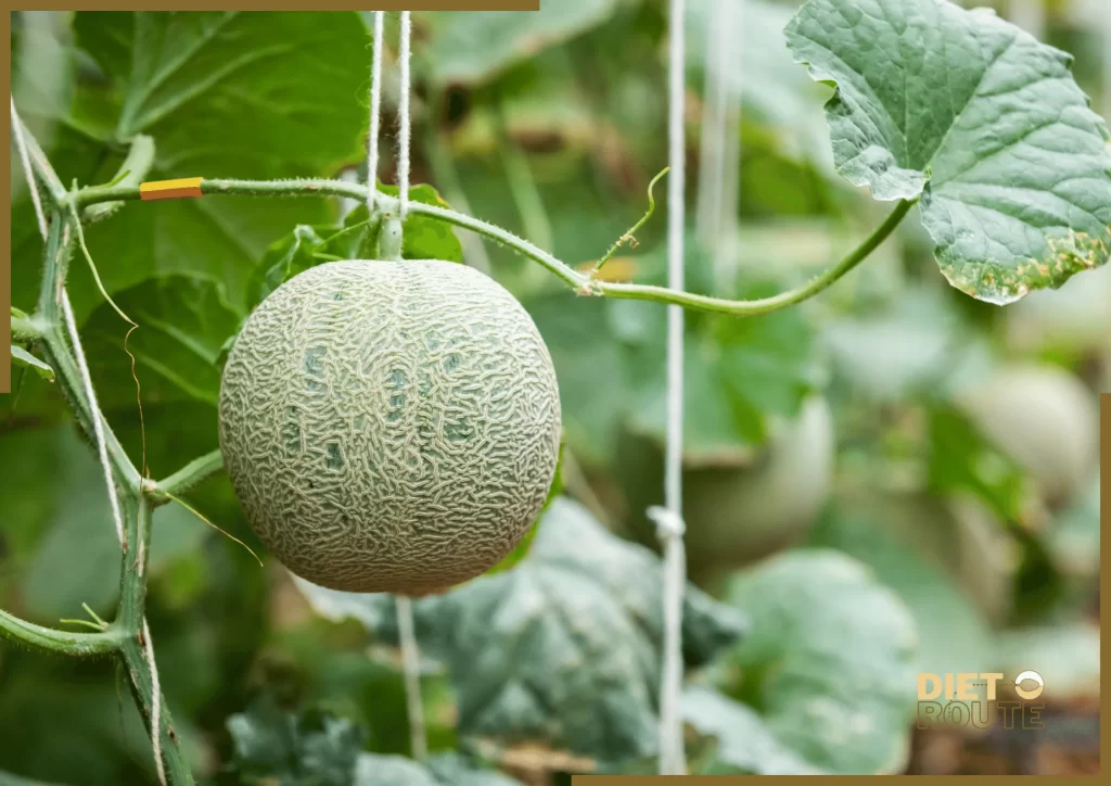 nutritional value musk melon