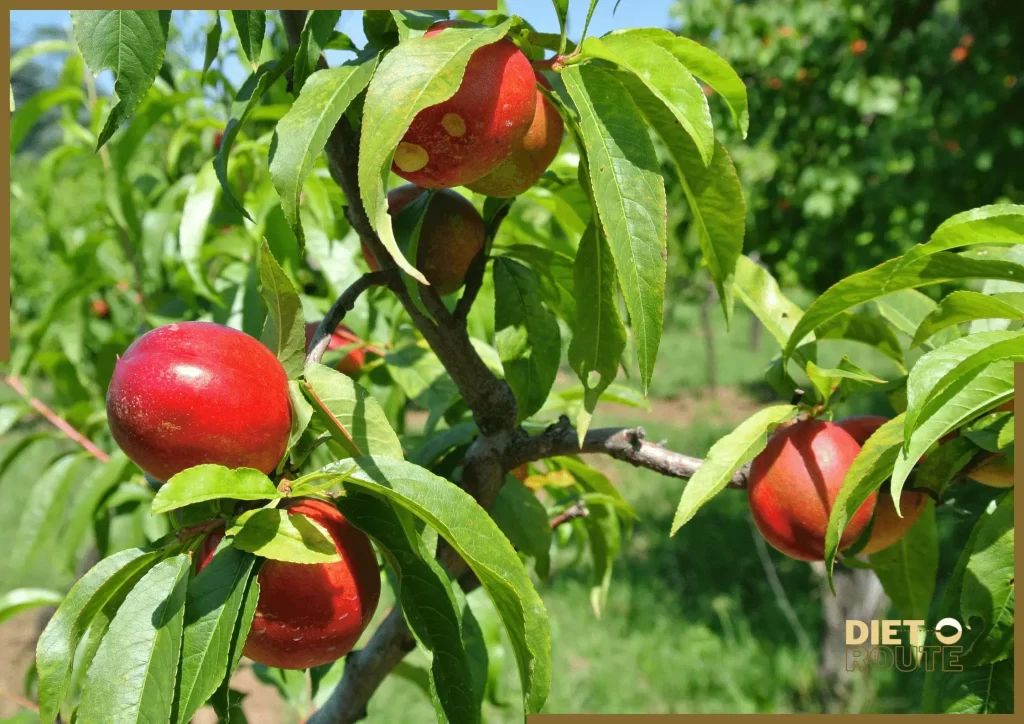 nutritional value nectarines