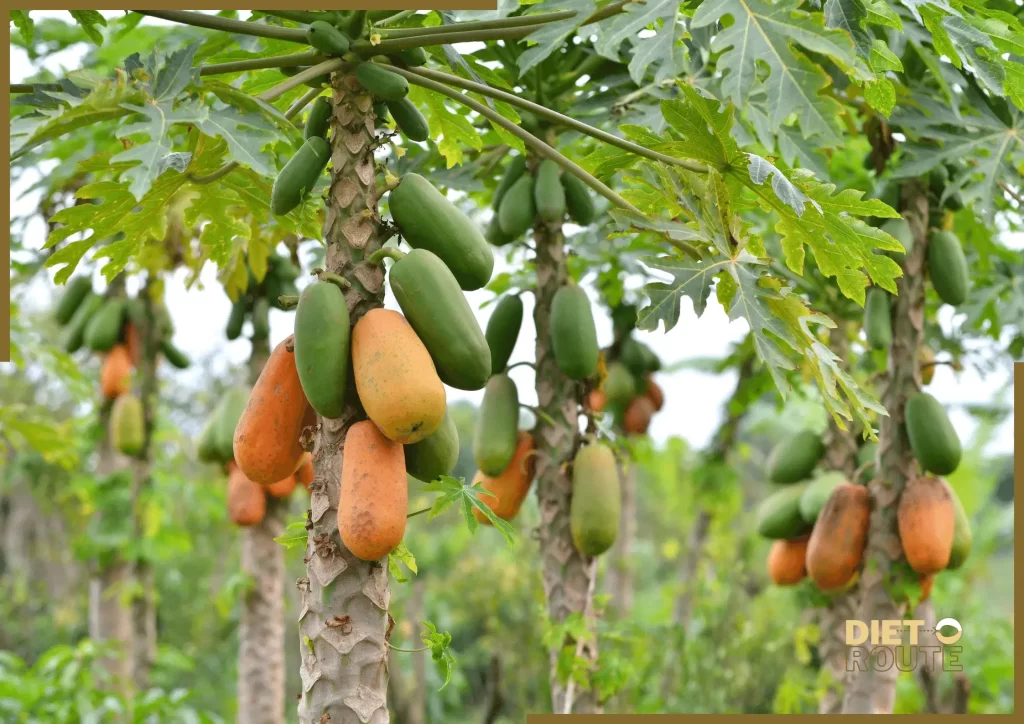 nutritional value papaya