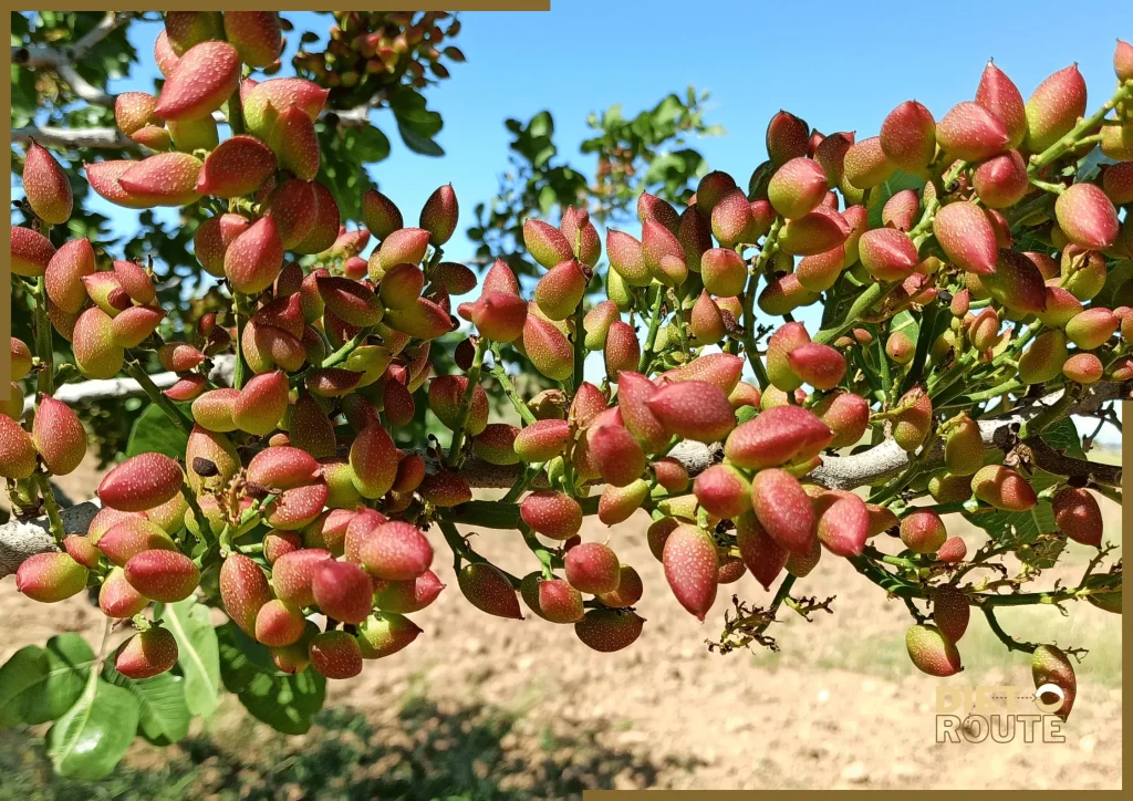 nutritional value pistachios