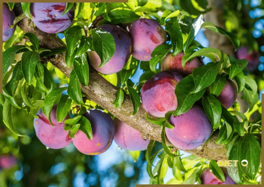 nutritional value plum