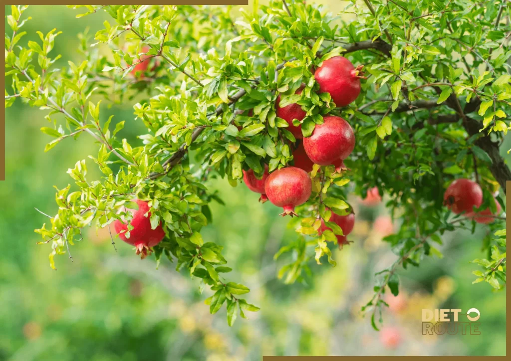 nutritional value pomegranate