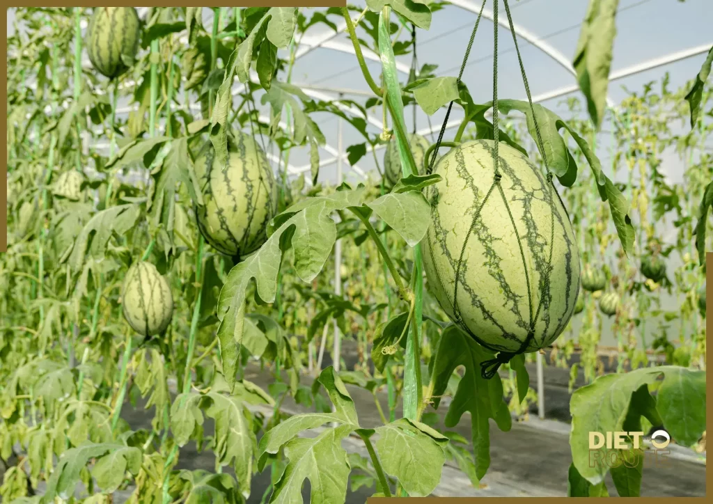 nutritional value watermelon